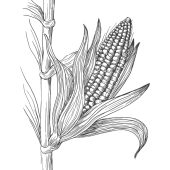 corn-03